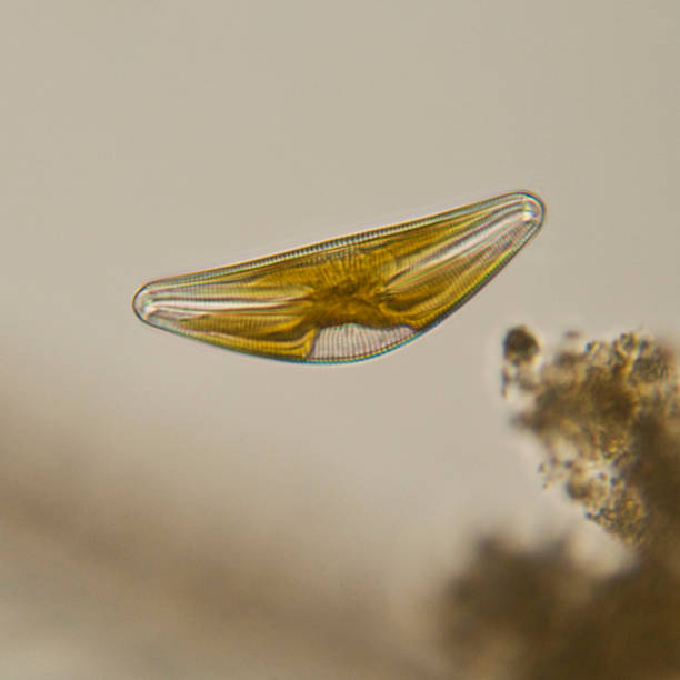 cymbella 珪藻顕微鏡写真 - algae diatom high scale magnification micro organism ストックフォトと画像