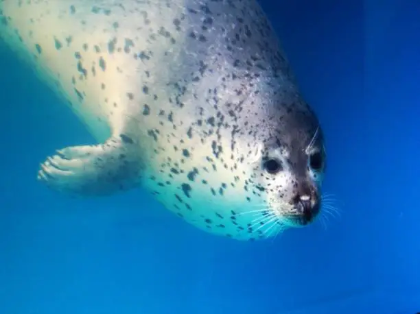 Photo of Seal