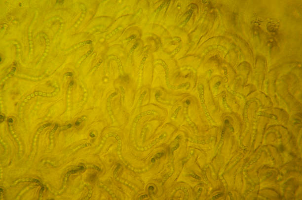 Nostoc cyanobacteria Colony of  nostoc stock pictures, royalty-free photos & images