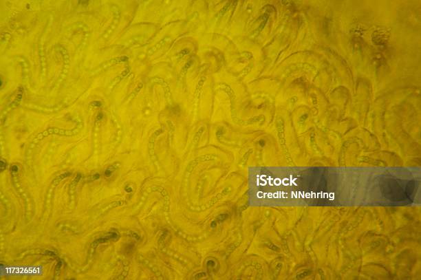 Nostoc Cyanobacteria Stock Photo - Download Image Now - Nostoc, Abstract, Abstract Backgrounds