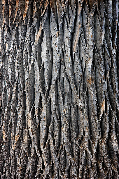 giant cottonwood tree trunk  cottonwood tree stock pictures, royalty-free photos & images