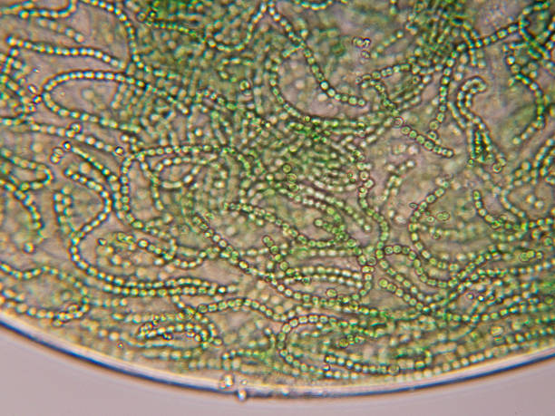 nostoc cyanobacteria-исследовательская микрофотография - high scale magnification green selective focus horizontal стоковые фото и изображения