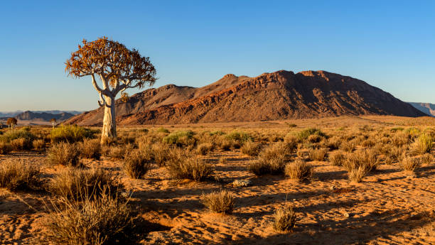 istock Panorama of lone quiver tree against arid mountain 1173266447