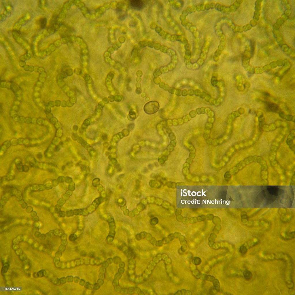 Colonia de Nostoc Cyanobacteria - Foto de stock de Cianobacterium libre de derechos