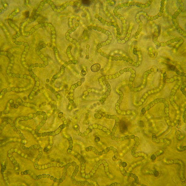 a colony of Nostoc cyanobacteria Colony of  nostoc stock pictures, royalty-free photos & images
