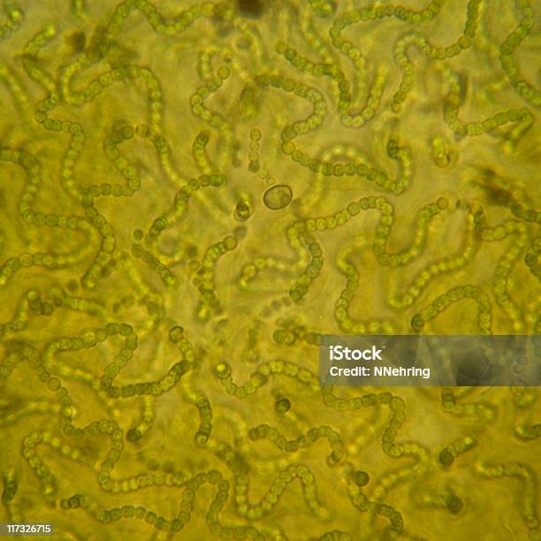 Uma Colônia De Nostoc Cyanobacteria - Fotografias de stock e mais imagens de Cianobactéria - Cianobactéria, Micrografia Científica, Nostoc