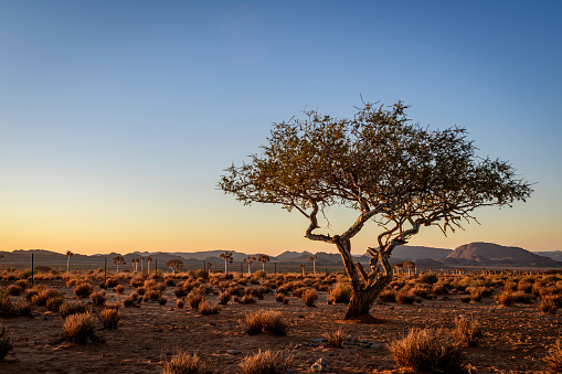 An old tree battles against the arid climate of the Northern Cape close to the Namibian border, a popular tourism area. A quiver tree forest in background.