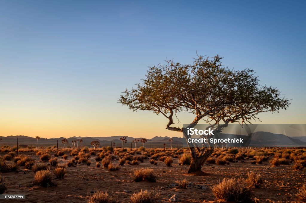 Weathered desert tree at last light An old tree battles against the arid climate of the Northern Cape close to the Namibian border, a popular tourism area. A quiver tree forest in background. Resilience Stock Photo