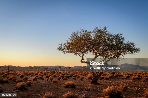 Weathered Desert Tree At Last Light Stock Photo - Download Image Now - Resilience, Tree, Landscape - Scenery