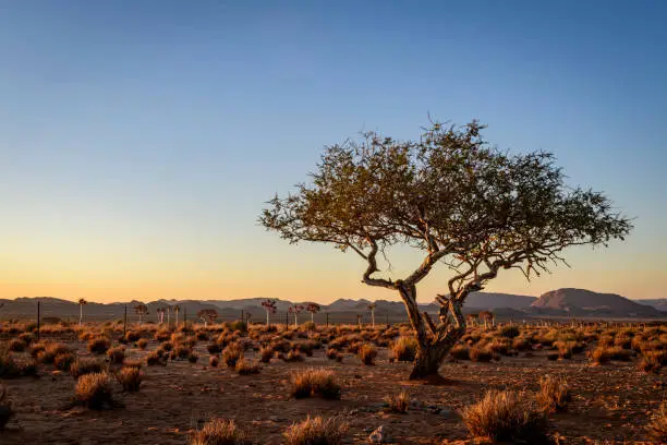 Photo of Weathered desert tree at last light