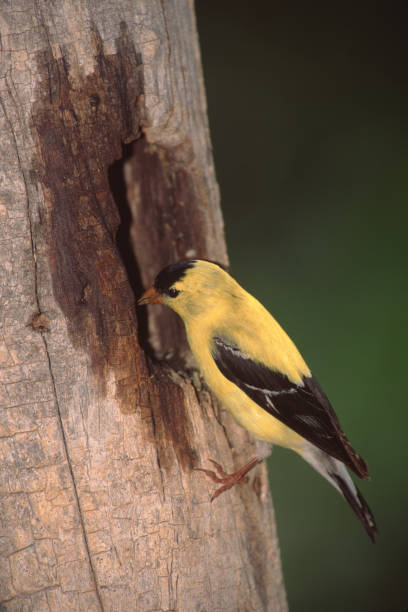 cardellino americano (spinus tristis) - american goldfinch gold finch bird branch foto e immagini stock