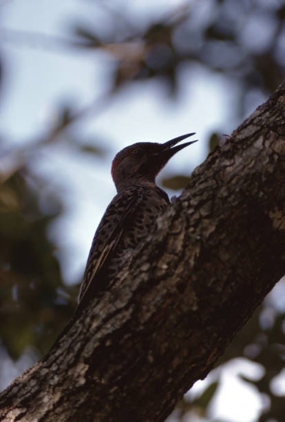 istock Northern Flicker (Colaptes Auratus) Woodpecker 1173269753