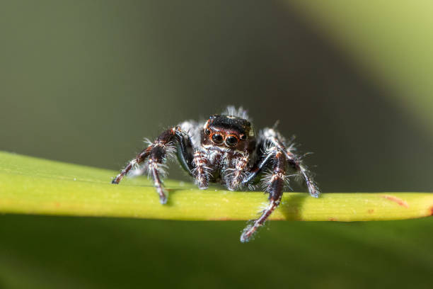 Jumping Spider Jumping Spider resting on green leaf jumping spider photos stock pictures, royalty-free photos & images