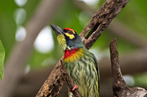 istock Close up Coppersmith Barbet Bird Perched on Branch Isolated on Background 1173270647