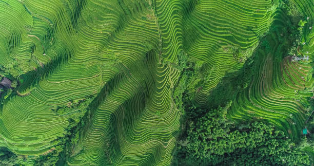 istock Longji Terraced Fields in Longsheng,Guilin,China 1173272548