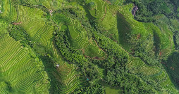 istock Longji Terraced Fields in Longsheng,Guilin,China 1173272551