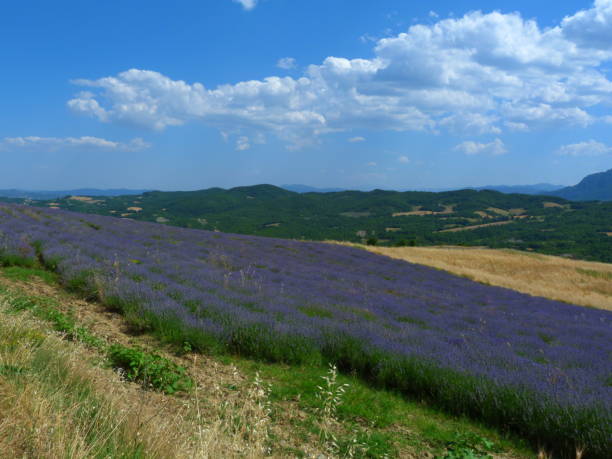 istock Lavender field near Kalirachi, Epirus, Greece 1173272651