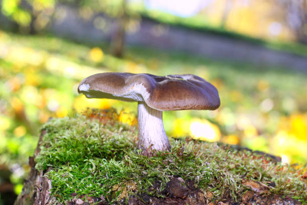 istock Fungus with a brown hat and a white leg in the moss. 1173272838