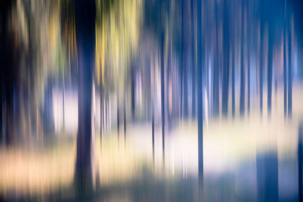 istock Blurry mysterious trees in the woods 1173273056