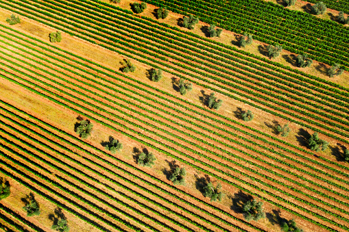 Drone aerial view of olive trees and vineyard in Chianti region, Tuscany, Italy