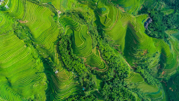 istock Longji Terraced Fields in Longsheng,Guilin,China 1173273297