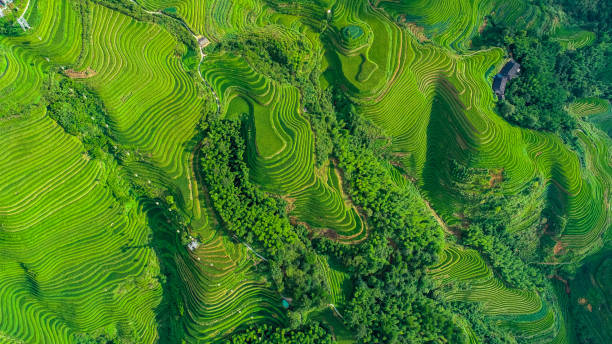 Longji Terraced Fields in Longsheng,Guilin,China stock photo