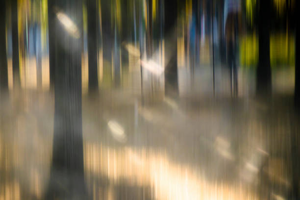 istock Blurry trees in the park with sun rays 1173273419