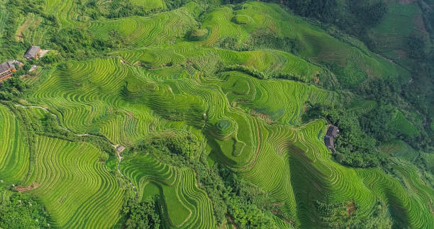 istock Longji Terraced Fields in Longsheng,Guilin,China 1173274062