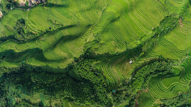 istock Longji Terraced Fields in Longsheng,Guilin,China 1173274211