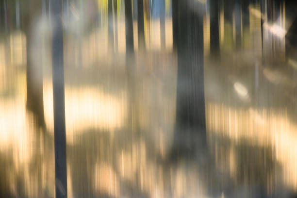 istock Blurry trees in the park with sun rays 1173274224