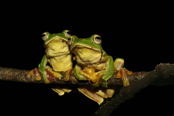 istock Malabar Gliding Frog (Rhacophorus malabaricus) The term 