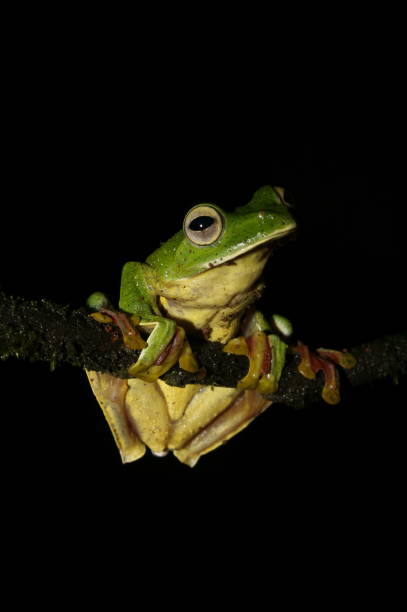 istock Malabar Gliding Frog (Rhacophorus malabaricus) The term 