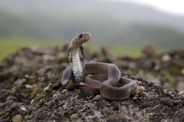 인도 스펙타클 코브라 (나자 나자) 나자 나자 (naja naja)의 청소년은 인도 아대륙에 자생하는 독사 종의 종입니다. 인도에서 가장 치명적인 뱀에 대한 책임. 뱀의 후드의 뒷면에 는 c에 의해 연결된 - spectacled 뉴스 사진 이미지