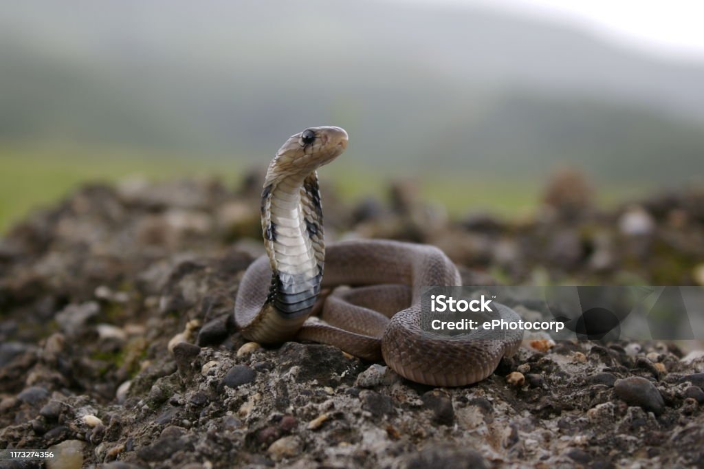 Juvenile of Indian Spectacled Cobra (Naja naja) Naja naja is a species of venomous snake native to the Indian subcontinent. responsible for most fatal snakebites in India. On the rear of the snake's hood are two circular ocelli patterns connected by a c Spectacled Cobra Stock Photo