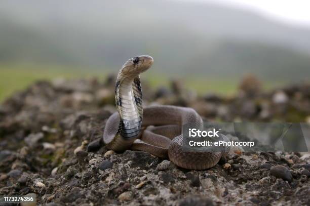 Juvenile Of Indian Spectacled Cobra Naja Naja Is A Species Of Venomous Snake Native To The Indian Subcontinent Responsible For Most Fatal Snakebites In India On The Rear Of The Snakes Hood Are Two Circular Ocelli Patterns Connected By A C Stock Photo - Download Image Now