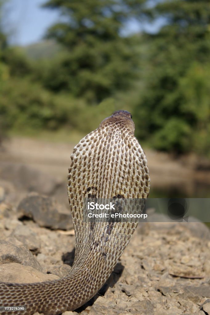 Rắn hổ mang cảnh tượng Ấn Độ (Naja naja) Naja naja là một loài rắn độc có nguồn gốc từ tiểu lục địa Ấn Độ. Chịu trách nhiệm cho hầu hết các vụ rắn cắn gây tử vong ở Ấn Độ. Ở phía sau mu - Trả phí Bản quyền Một lần Châu Á Bức ảnh sẵn có