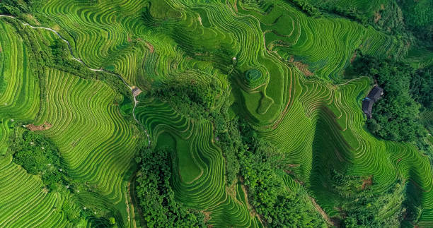 istock Longji Terraced Fields in Longsheng,Guilin,China 1173275604