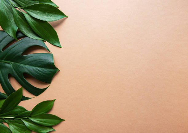 istock Tropical leaves and monstera leaf 1173276030