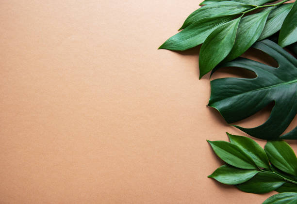 istock Tropical leaves and monstera leaf 1173276038