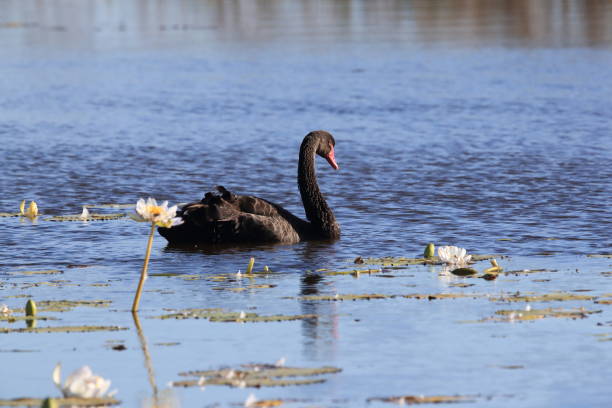 istock black swan (Cygnus atratus) Queensland, Australia 1173278102