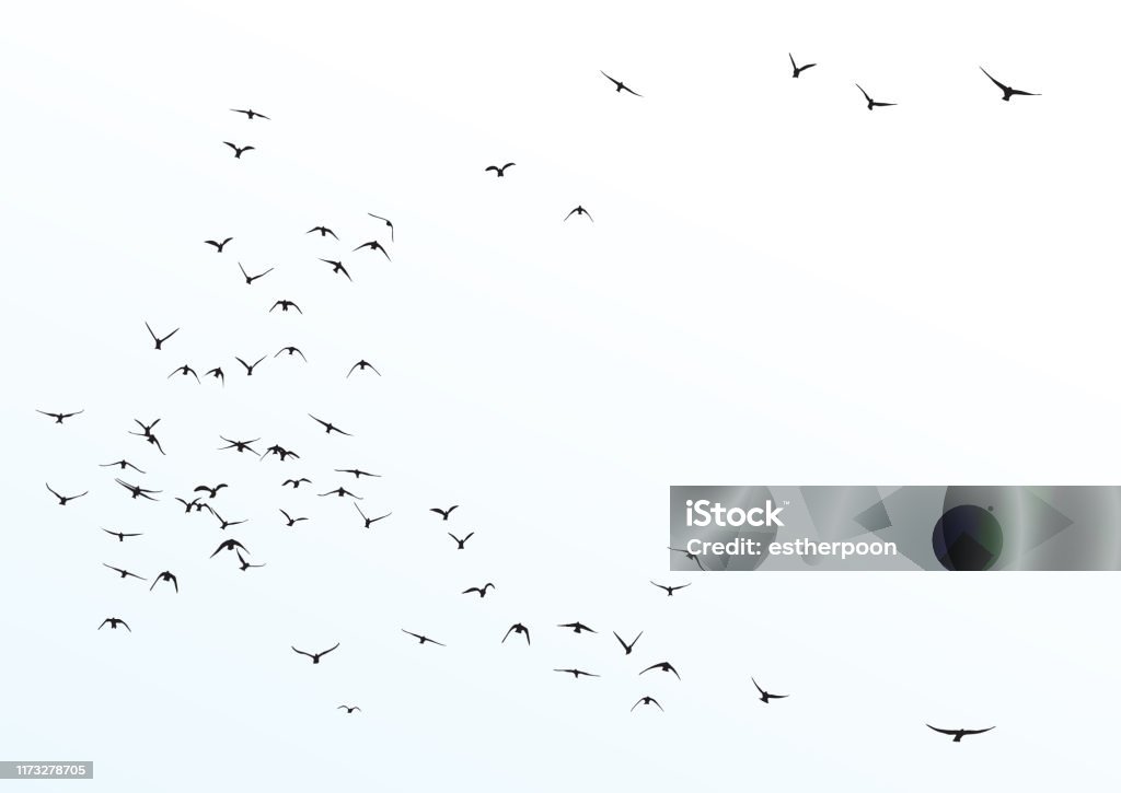 sylwetka stada latających ptaków - Grafika wektorowa royalty-free (Ptak)