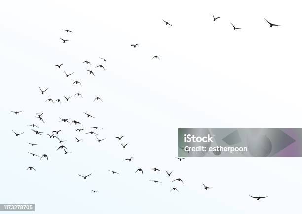 Sylwetka Stada Latających Ptaków - Stockowe grafiki wektorowe i więcej obrazów Ptak - Ptak, Ptaki lecące w kluczu, Latać