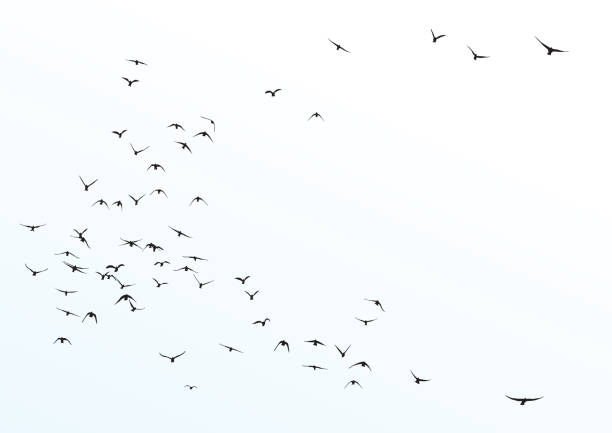 uçan kuş sürüsünün silueti - kumru kuş illüstrasyonlar stock illustrations