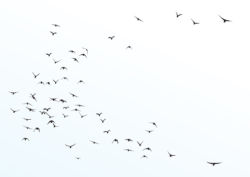 silhouette of a flock of flying birds