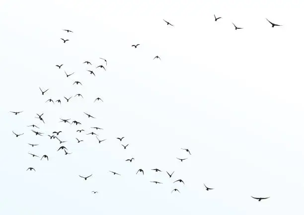 Vector illustration of silhouette of a flock of flying birds