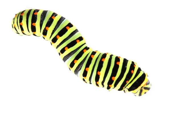 Photo of Green and black caterpillar with orange dots on its back 