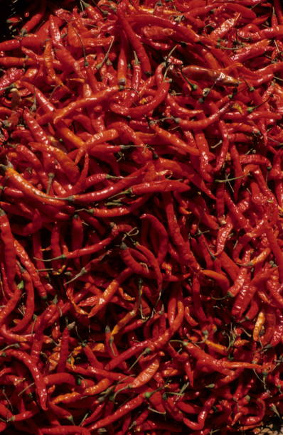 red chilly, rural pune, maharasthra, indien - nutritian stock-fotos und bilder