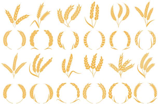 Wheat or barley ears. Golden grains harvest, stalk grain wheat, corn oats and rye. Barley organic flour agriculture plant vector collection Wheat or barley ears. Golden grains harvest, stalk grain wheat, corn oats rye barley organic flour agriculture plant vector bread pattern and frame shape collection barley stock illustrations