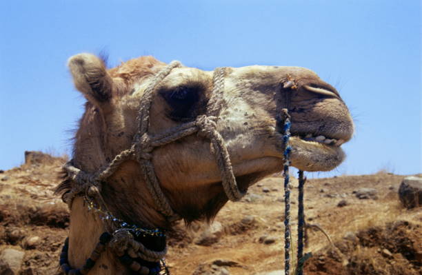 istock Camel, Camelus bactrianus, Close-up, The dromedary camel is characterized by a long-curved neck, deep-narrow chest, and a single hump. Hair length is longer on the throat, shoulder, and hump, Pune, Maharashtra, India 1173279690