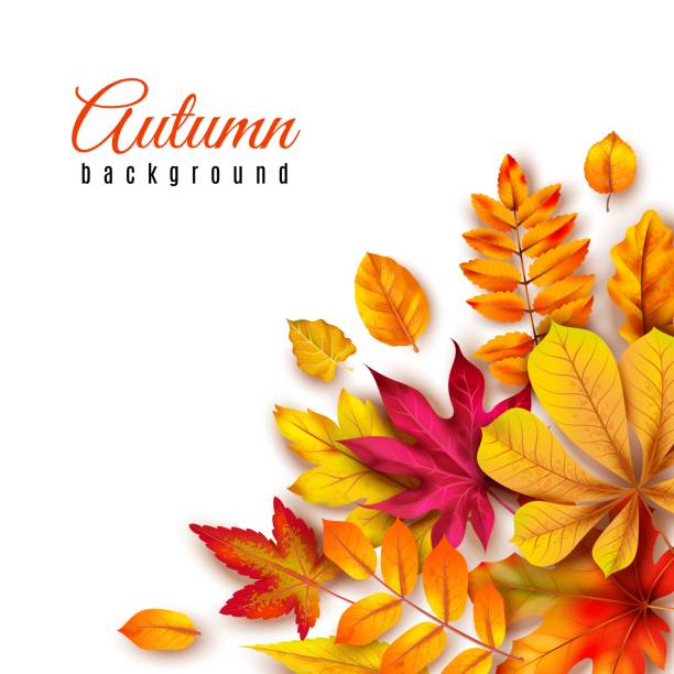 ilustrações de stock, clip art, desenhos animados e ícones de autumn leaves background. autumnal border with isolated yellow maple, oak and rowan foliage. fall theme for vector template of 3d banner - leaf paper autumn textured